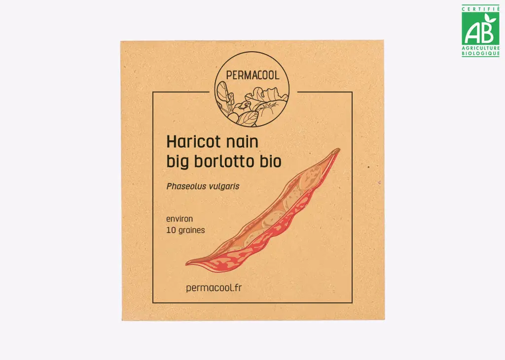 Haricot nain big borlotto