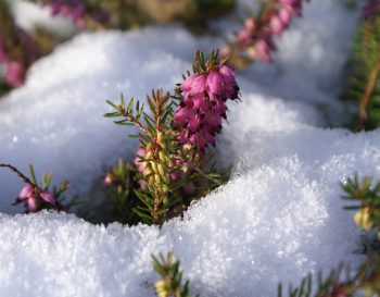 3 astuces pour protéger ses plantes du froid