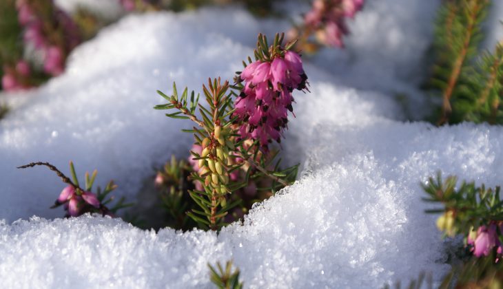 3 astuces pour protéger ses plantes du froid