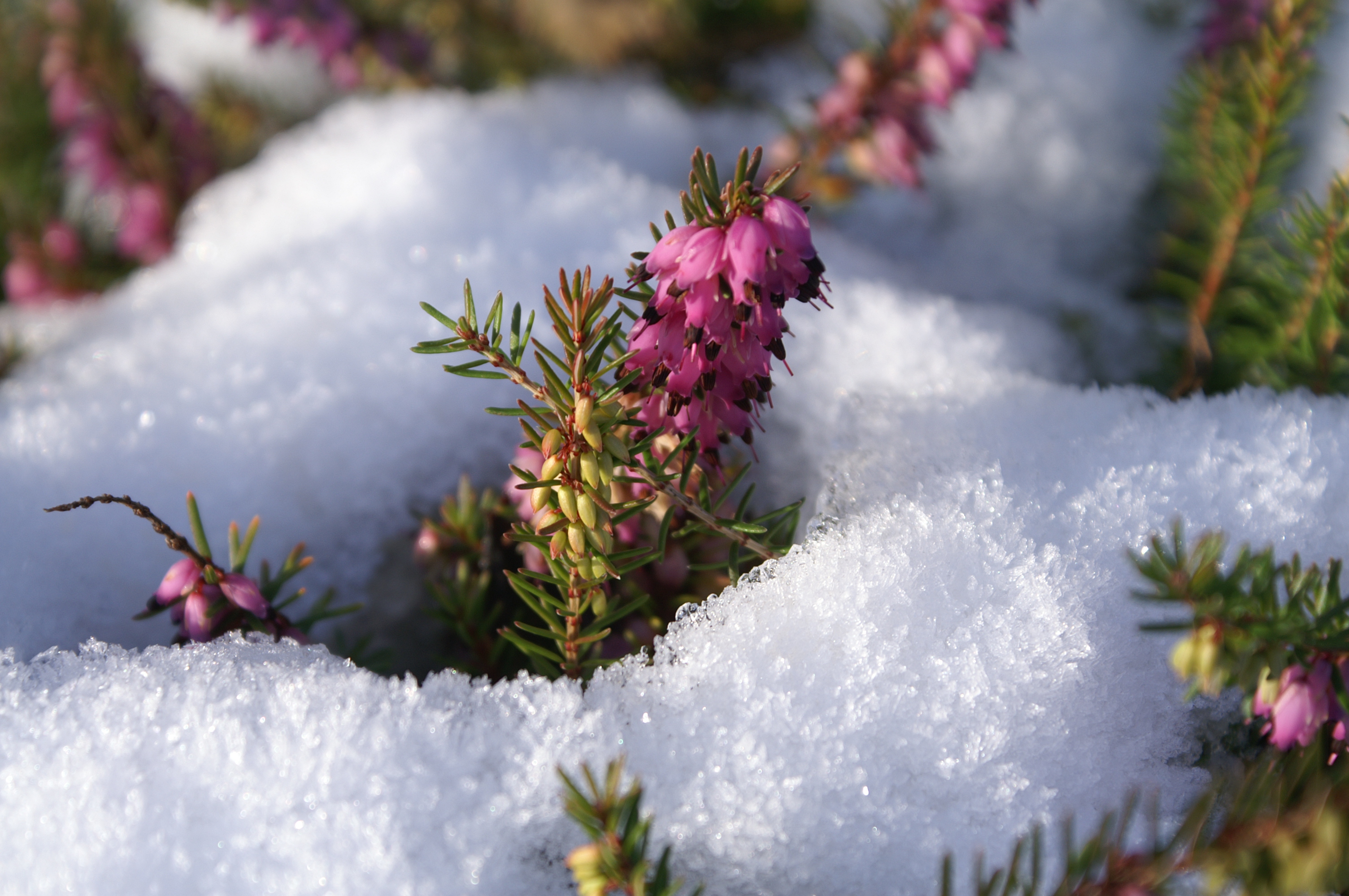 Voile de protection et d'hivernage pour plantes sensibles au froid