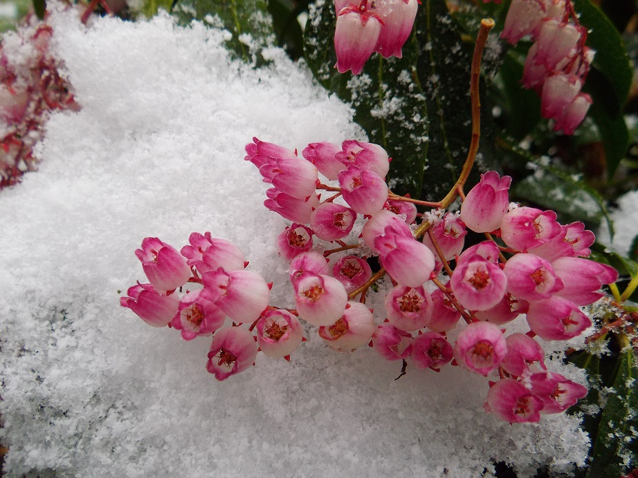 Pieris en fleurs fond neige