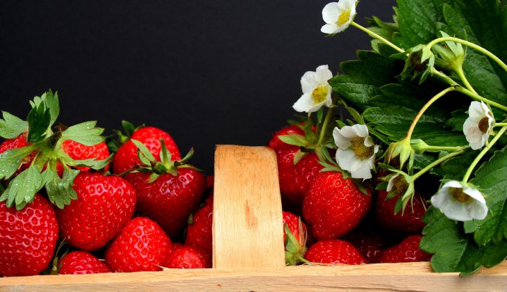 Comment réussir vos fraisiers ?