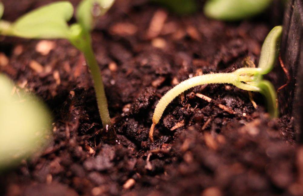 Fonte des semis, comment l'éviter ? Astuces et traitements naturels