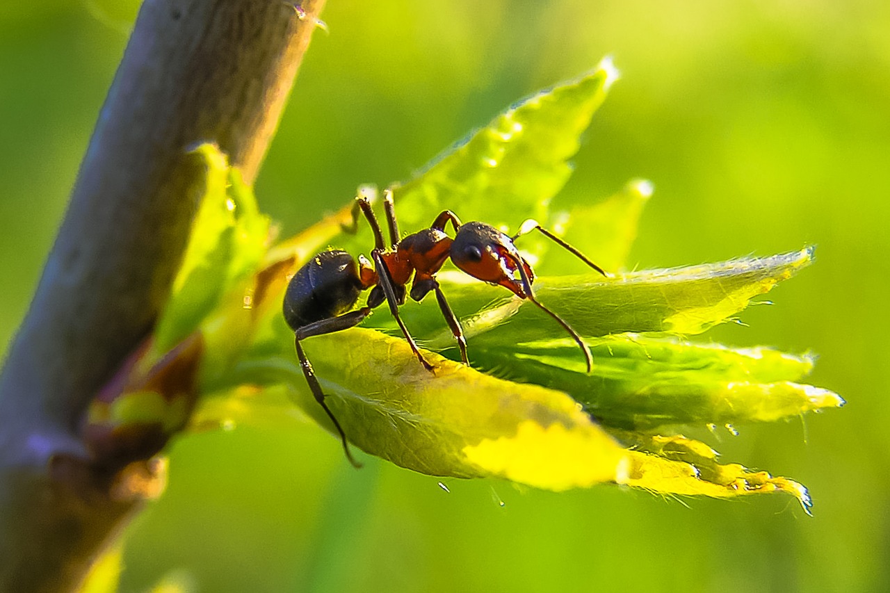 L'odeur naturelle que les cafards et les fourmis ne supportent pas du tout