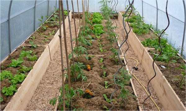 Comment fabriquer une serre de jardin ? - Blog jardinage