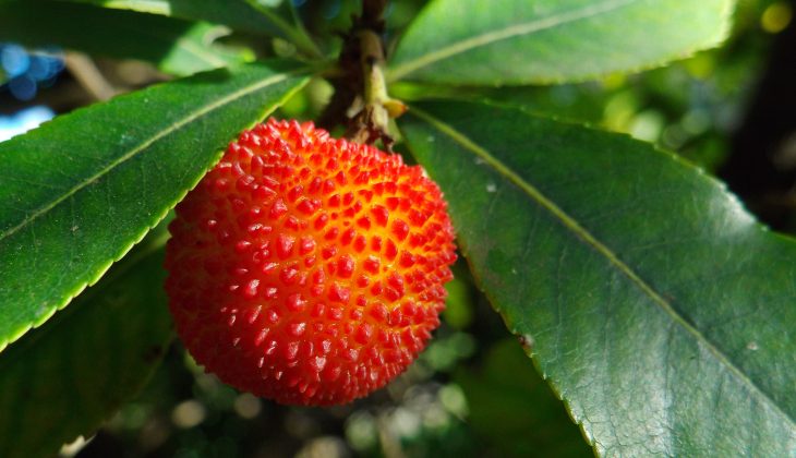 7 petits fruits faciles à cultiver