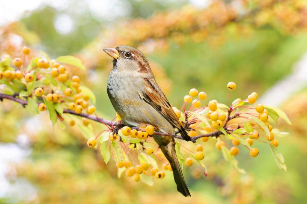 Ornithologie - végétaux qui attirent les oiseaux dans le jardin