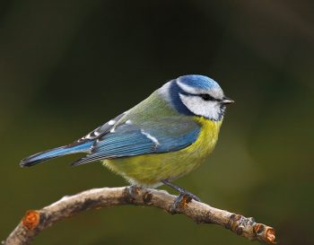 Comment attirer les oiseaux au jardin ?