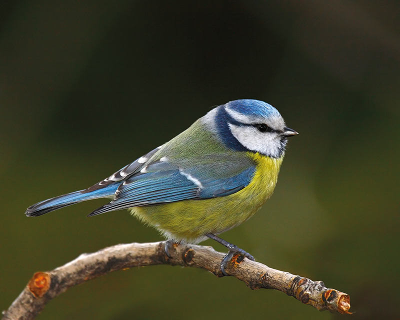 Ornithologie - Accessoires de jardin pour les oiseaux