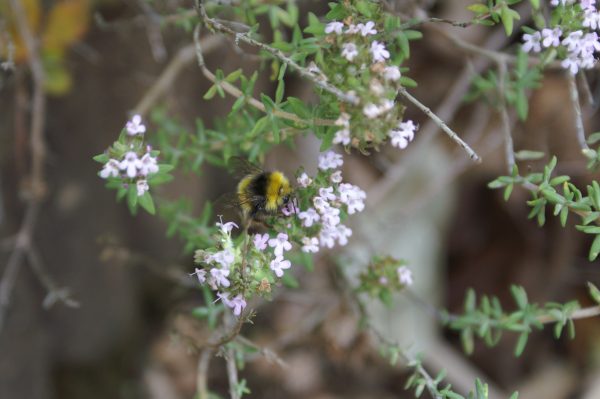 Le thym attire les pollinisateurs