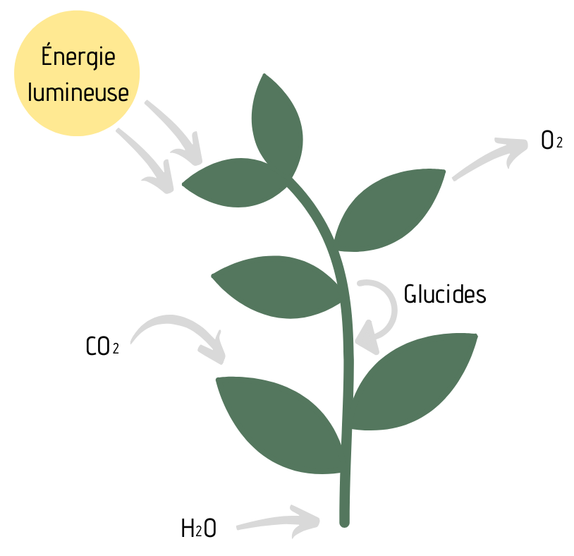 Ces plantes ont poussé sans soleil grâce à une photosynthèse artificielle