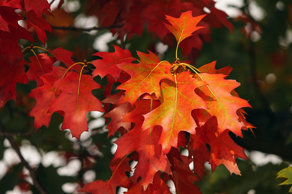 Les feuilles rouge-orangées durant l'automne