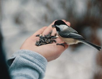 Comment aider les oiseaux à se nourrir durant l’hiver?