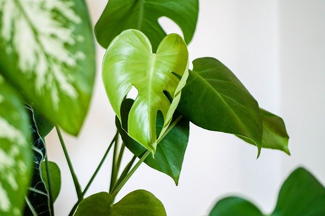 Comment bien entretenir les plantes vertes d'intérieur ?