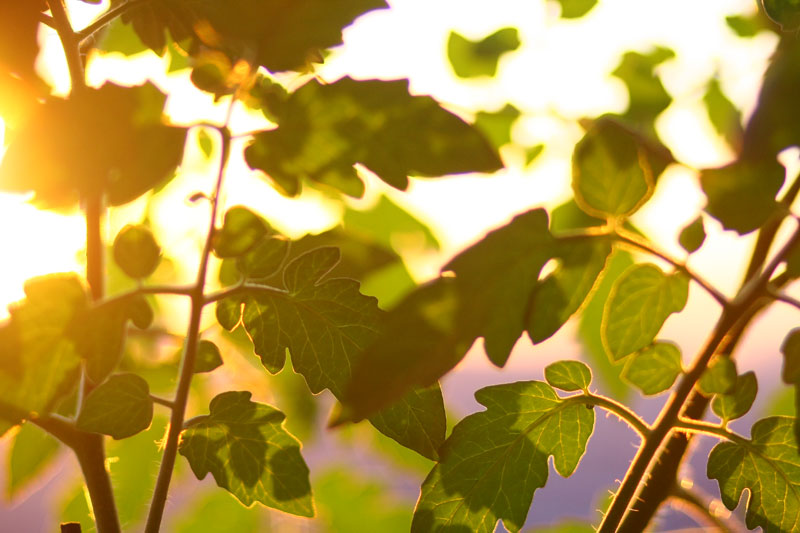 L'impact de la lumière sur les végétaux - Mon Petit Coin Vert