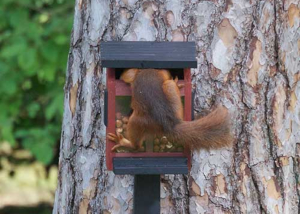 Mangeoire pour écureuils en bois massif résistant aux intempéries