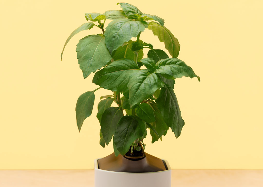 Capsule basilic grand vert 50g - Prêt à pousser