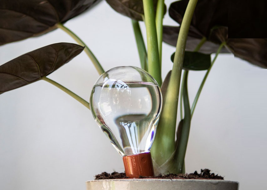 Ampoules à arrosage automatique pour plantes d'intérieur, jardin