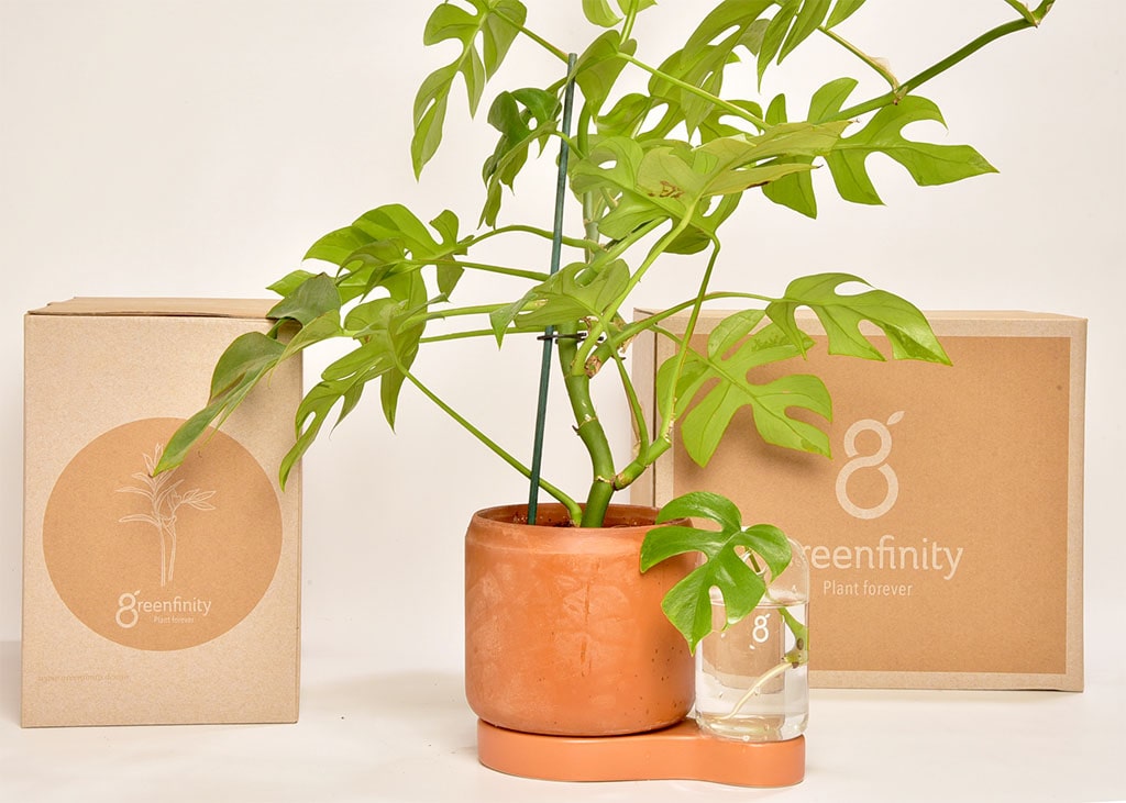 Greenfinity - Kit de bouturage - Toutes vos plantes à l'infini