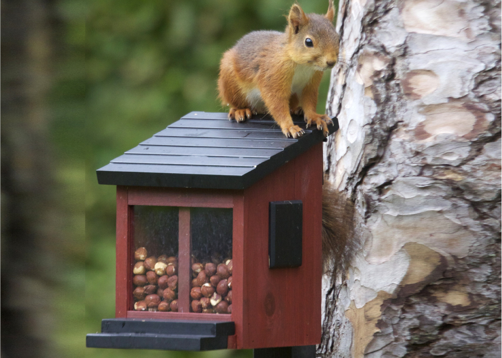Mangeoire pour écureuils en bois massif résistant aux intempéries