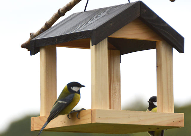 Installer une mangeoire à oiseaux dans mon jardin - Instinct Animal