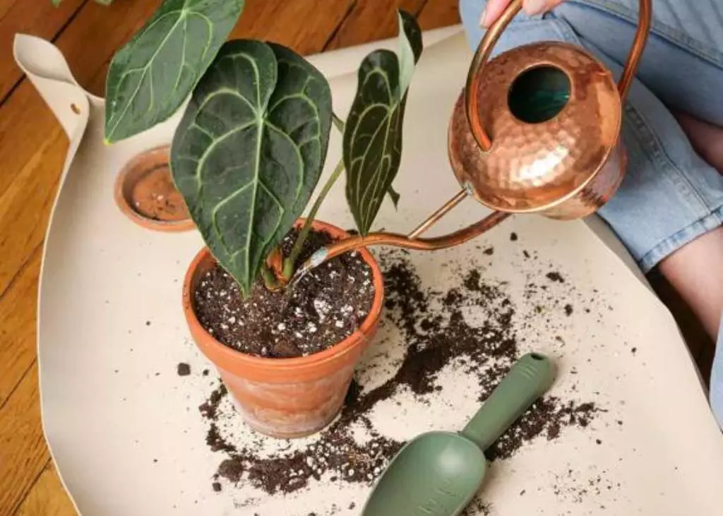 Les accessoires et pots pour vos plantes : élégants et pratiques