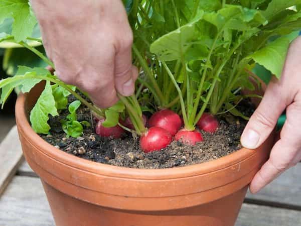 radis cultive en pot