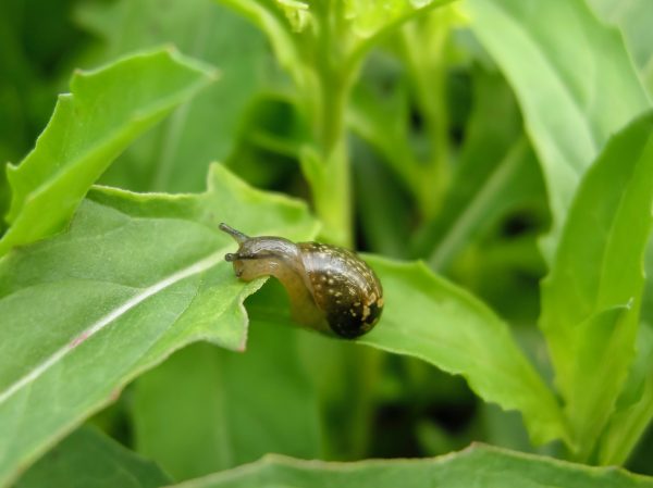 Escargot