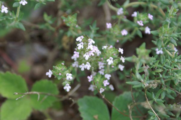 La floraison du thym