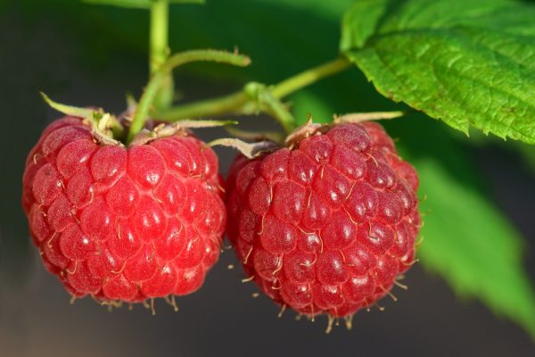 Framboises