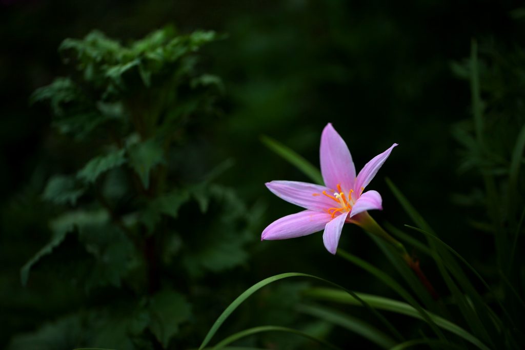 Crocus à safran