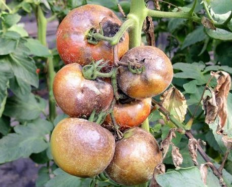 Mildiou de la tomate