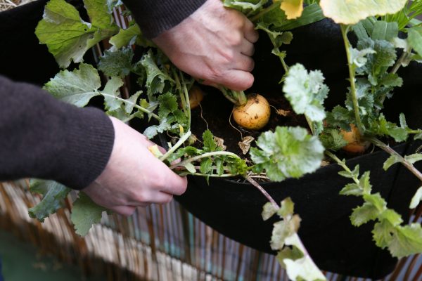 jardinière navet