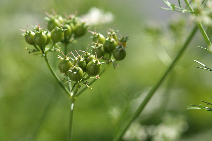 graines de coriandre