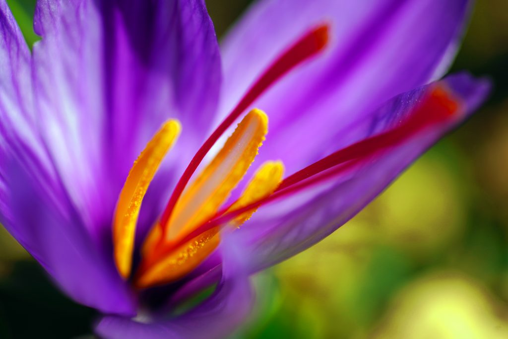 Crocus à safran