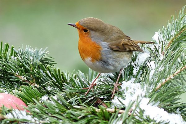 rouge gorge au jardin