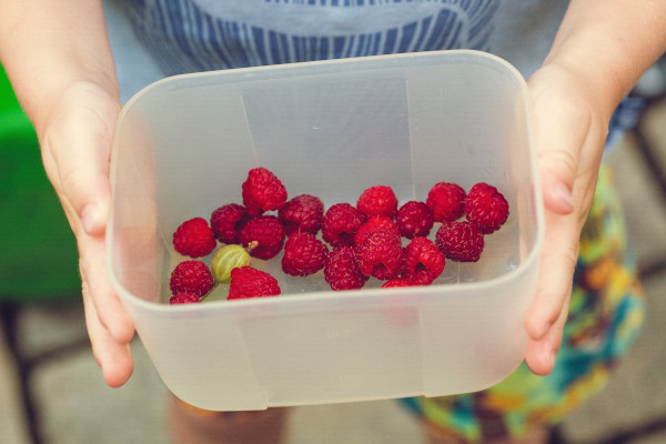 Récolte de framboise