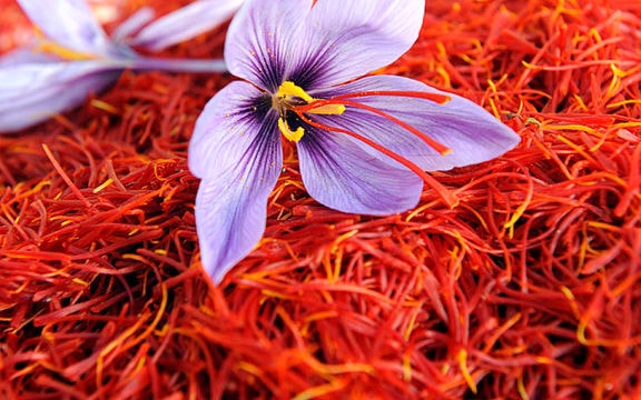 Crocus à safran