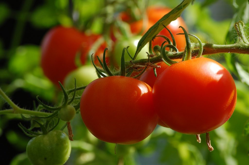 tomates