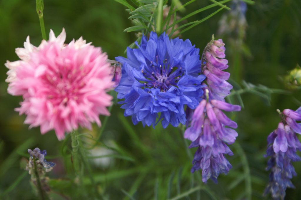 Bleuets rose et bleu