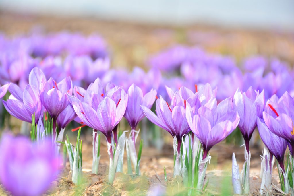 Crocus à safran