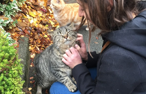 Les chats de blanchemaille