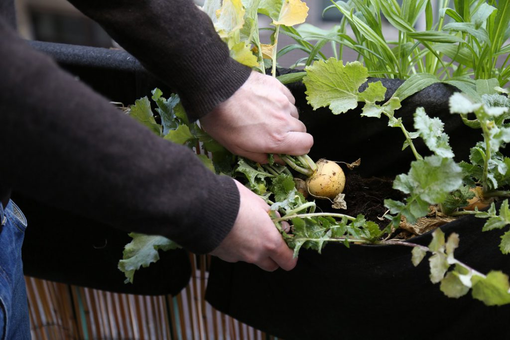 Récolte de navets cultivés dans la jardinière