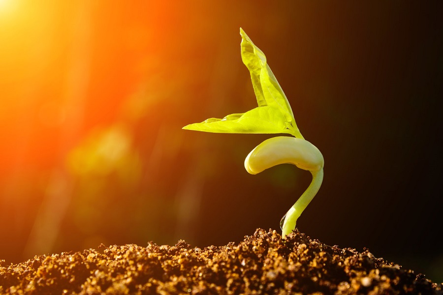 Germination d'une graine au soleil