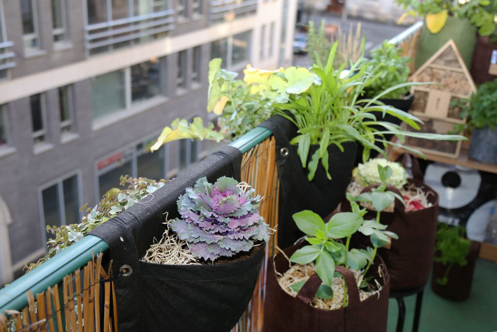 Plantes cultivées en pots