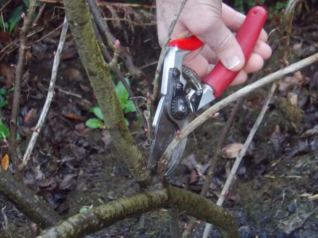 Bouturage d'un cassissier