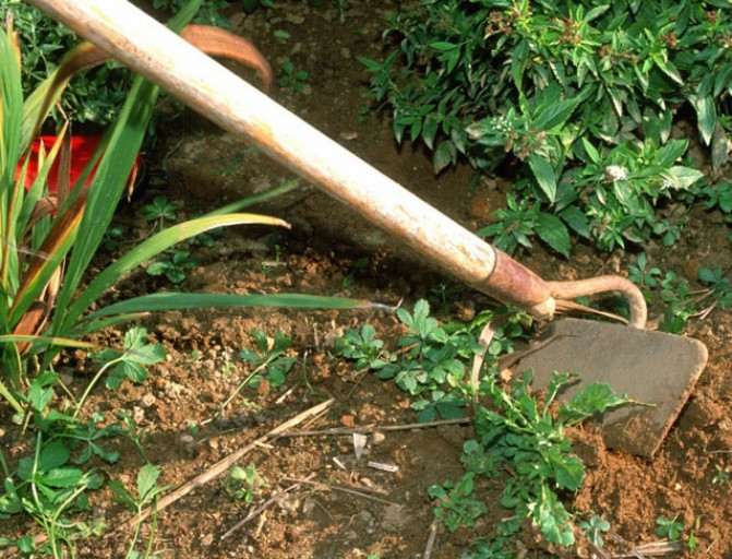 Binette au potager