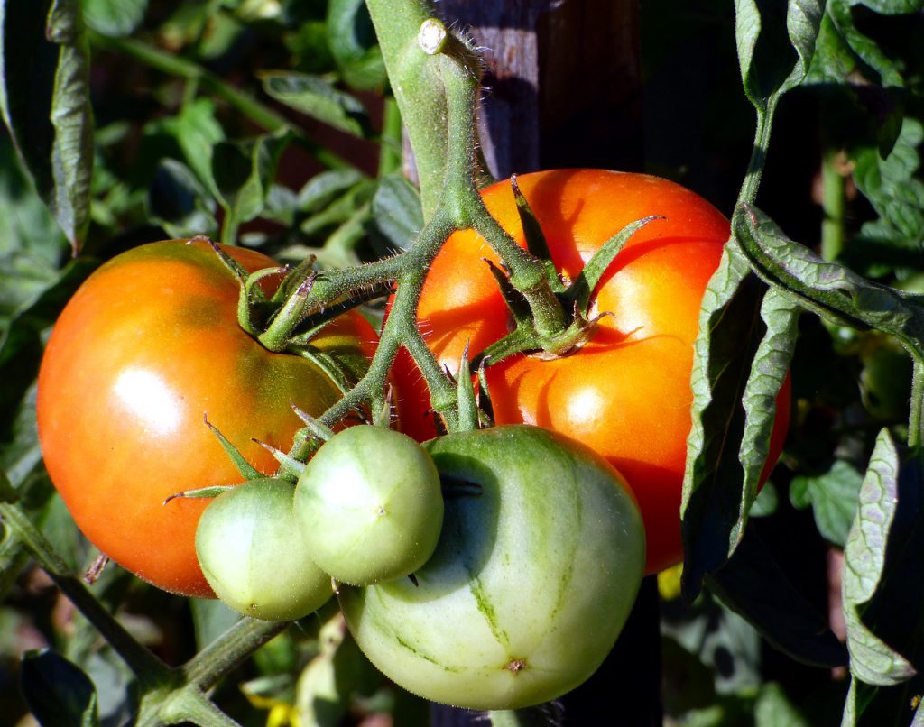 astuces pour lancer son potager