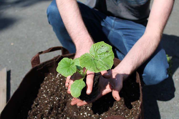 Planter dans un pot