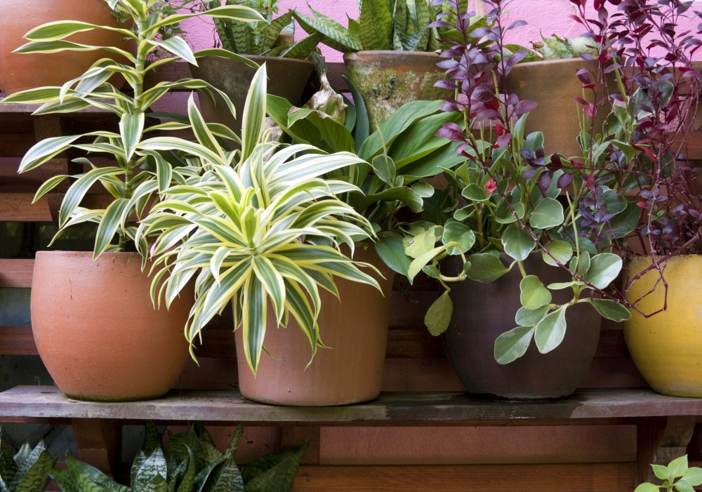 Pot en céramique pour plante